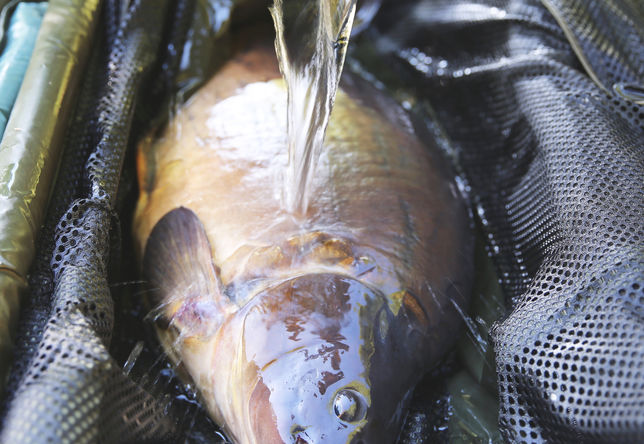 Keep the fish wet Keep the fish wet